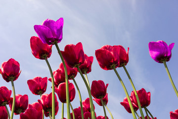 Obraz premium Tulpen_08103