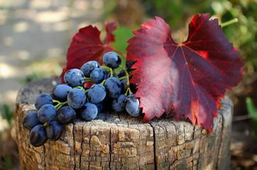 Bunch of grapes with leaves lying on the stump.