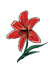 red lily