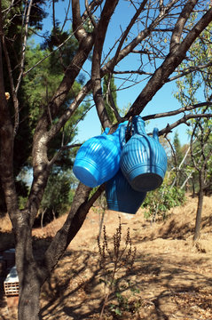 Blue pitchers hanged on tree branch