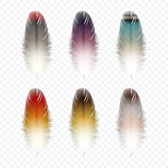 Set of Feathers Isolated