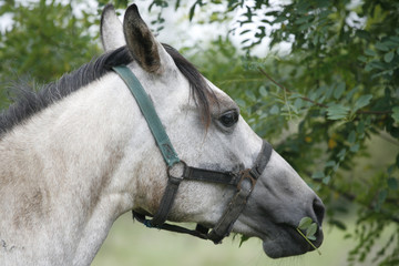 Gray horse eating tree leaves