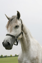 Obraz na płótnie Canvas Portrait of a beautiful arabian gray horse