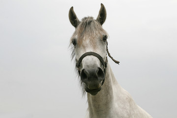 Portrait of an beautiful arabian white horse
