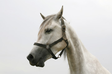 Head of a  shagya arabian horse in pasture