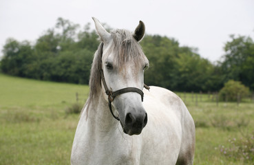 Obraz na płótnie Canvas Note to editor: Purebred arabian horse posing on pasture