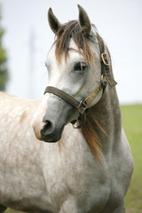 Portrait of a beautiful arabian white horse