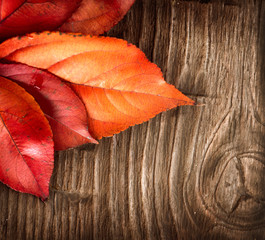 Naklejka na ściany i meble Autumn background. Colorful leaves on a wooden background