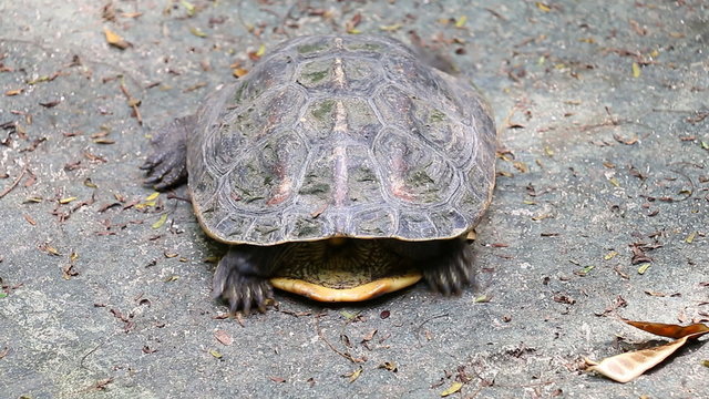 turtle hide head (2 shots)