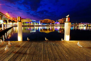 Seagulls in Sydney harbour at night with reflections of the city