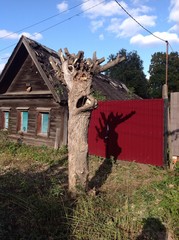 старое дерево © soniaforyou