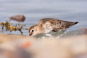 Alpenstrandläufer