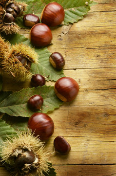 Casta&ntilde;a Ch&acirc;taigne Castanha Chestnut Castagne Marroni