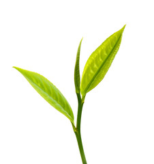Green tea leaf isolated on white background