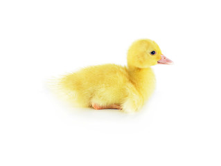 duckling