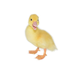 duckling