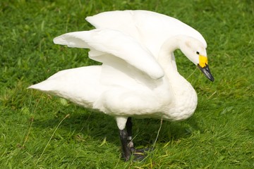Whooper swan with yellow beak stretching wings