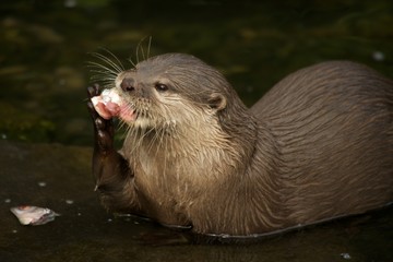 Close-up of Asian short-clawed otter eating fish