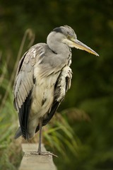 Grey heron on one leg on fence