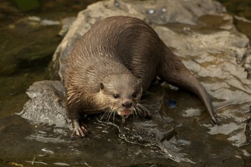 Asian short-clawed otter on rock looking up