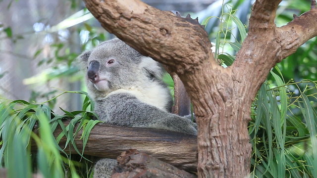 Cute Koala Bear Sleeping On Tree
