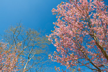 Wild Himalayan Cherry
