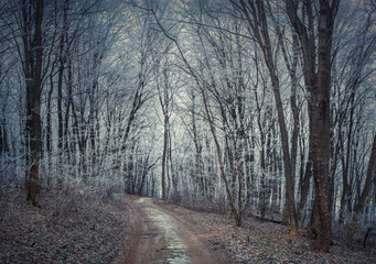 Misty trail in autumn forest.