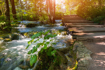 Naklejka premium Plitvice lakes of Croatia - national park