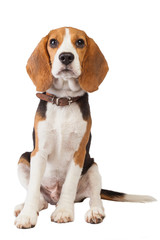 beagle puppy over white background - obrazy, fototapety, plakaty