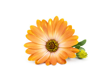 calendula flower isolated on white