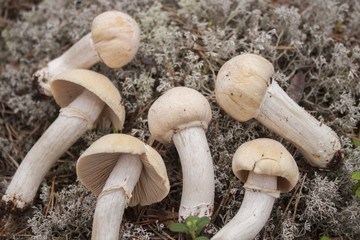gypsy mushrooms