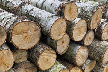 Birch wood logs