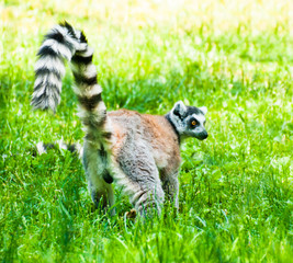 Lemur