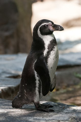 penguin