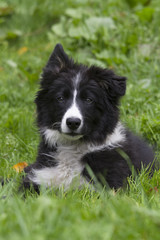 Chiot couch&eacute; dans l'herbe