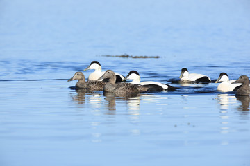 Somateria molissima, Common Eider.