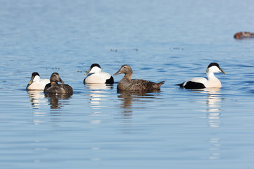 Somateria molissima, Common Eider.