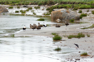 Somateria molissima, Common Eider.