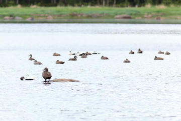Somateria molissima, Common Eider.