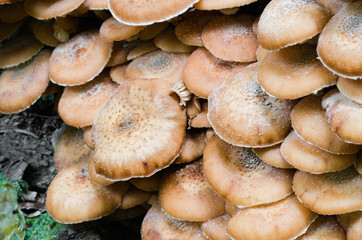 Honey fungus armillaria ostoyae