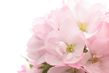 Closeup of Cherry blossom, Asahiyamazakura
