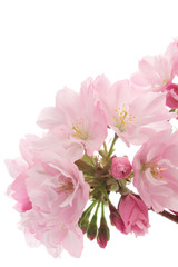 Fototapeta na wymiar Closeup of Cherry blossom, Asahiyamazakura