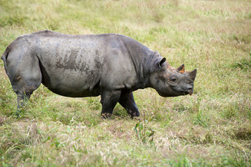 Black rhinoceros diceros bicornis michaeli in captivity
