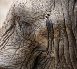 Close up facial portrait of African Elephant Loxodonta Africana