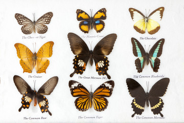 Butterflies collection