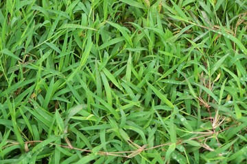 green fresh grass is luscious the dew