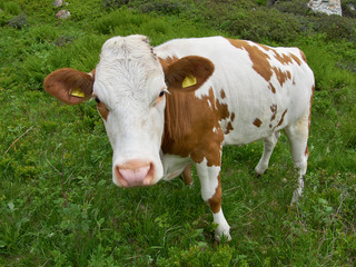 Fototapeta na wymiar Kuh steht auf der Weide