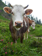 Kuhherde auf Weide in den Alpen