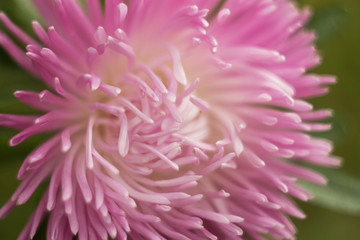 Obraz premium Closed up pink chrysanthemum