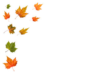 herbstblätter freisteller